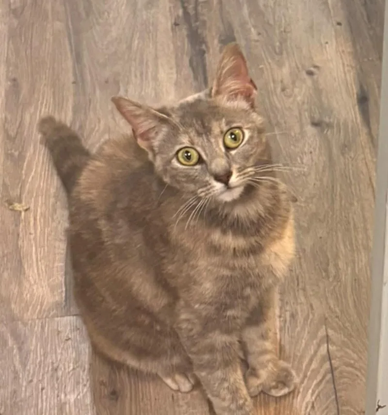 A young medium-sized female Dilute Tortoiseshell cat named Mittens for adoption in Woodbury, NJ