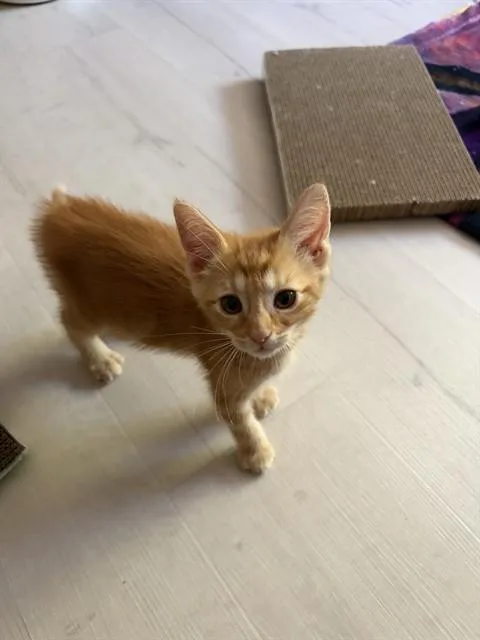 A baby small-sized female Domestic Short Hair cat named Dora for adoption in Sacramento, CA