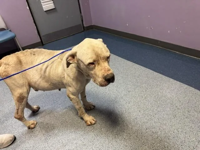 An adult large-sized male Dogo Argentino dog named Drogo for adoption in Miami, FL