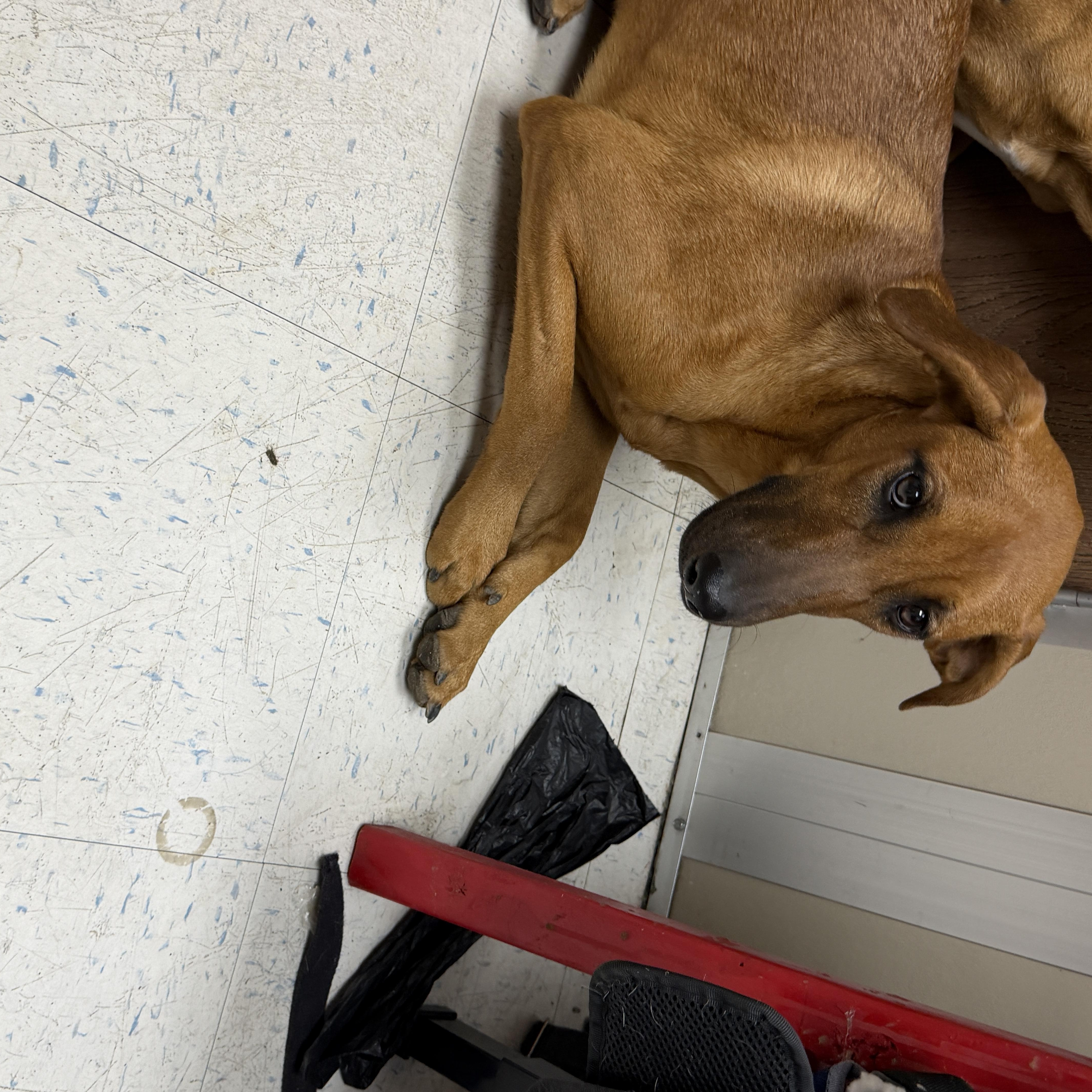 A young large-sized female Rhodesian Ridgeback dog named Zuri for adoption in Oakdale, CA