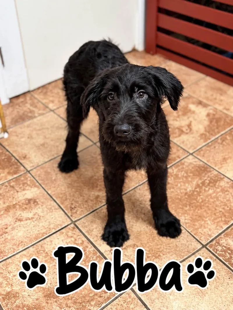 A young large-sized male Black Portuguese Water Dog dog named Bubba for adoption in Rock Hill, NY