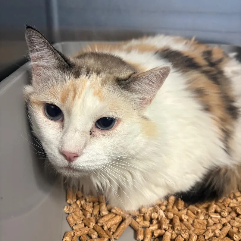 A senior medium-sized female Calico Domestic Medium Hair cat named Mammoth for adoption in Grass Valley, CA