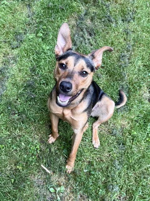 A young medium-sized female Mixed Breed dog named Lilah for adoption in Charlotte, NC