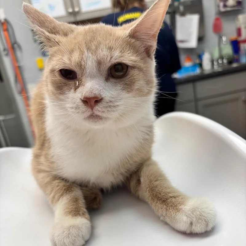 A young medium-sized male Buff / Tan / Fawn Domestic Short Hair cat named Stanley Yelnats for adoption in Parkersburg, WV