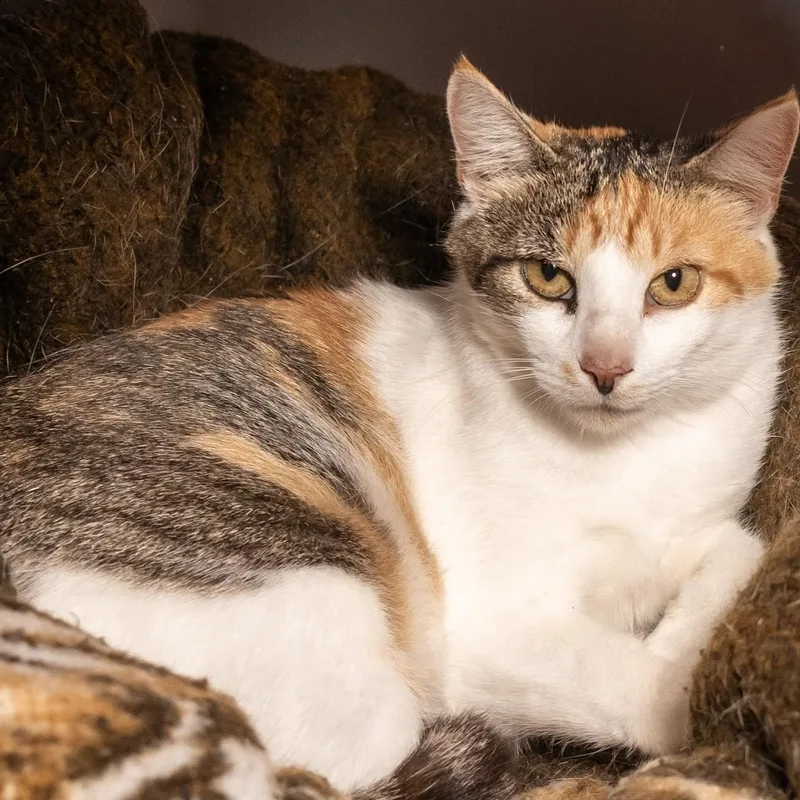 An adult medium-sized female Calico Domestic Short Hair cat named Bonnie for adoption in Victor, NY
