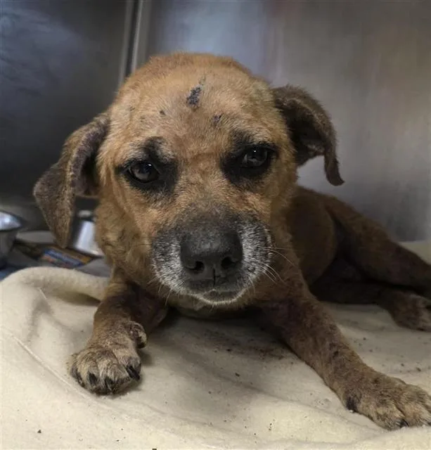 An adult small-sized female Terrier dog named Brenda for adoption in San Antonio, TX