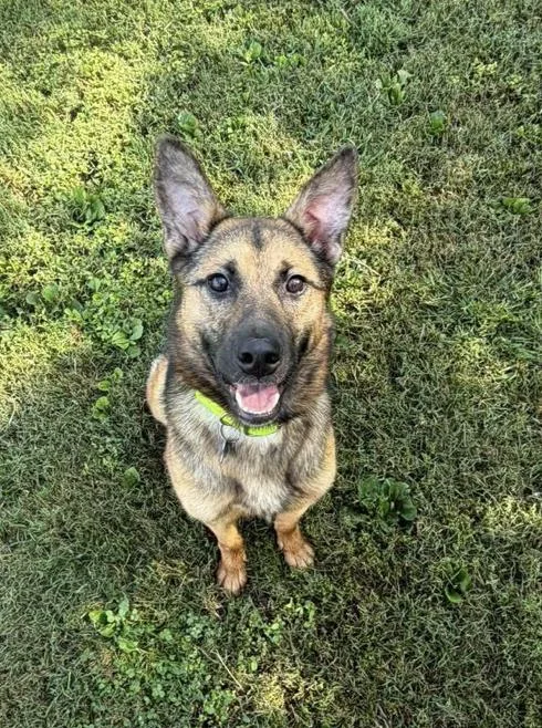 A young medium-sized female Black German Shepherd Dog dog named Jodie for adoption in Greeneville, TN