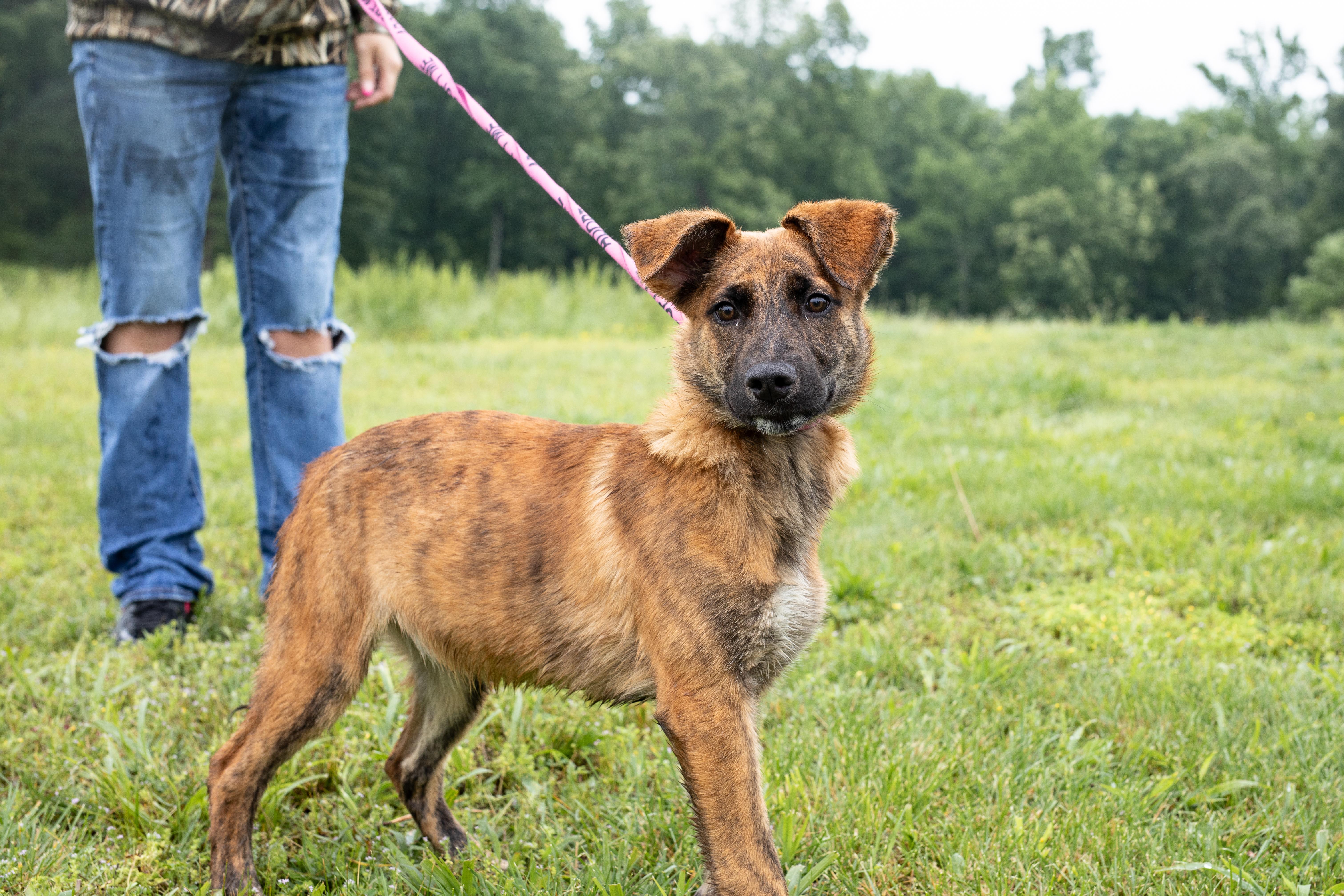 A baby medium-sized female German Shepherd Dog dog named Clover for adoption in Dixon, KY