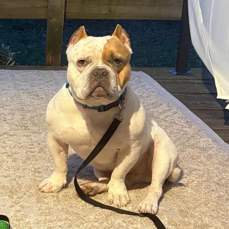 An adult medium-sized male American Bully dog named Bruno for adoption in Brooklyn, NY
