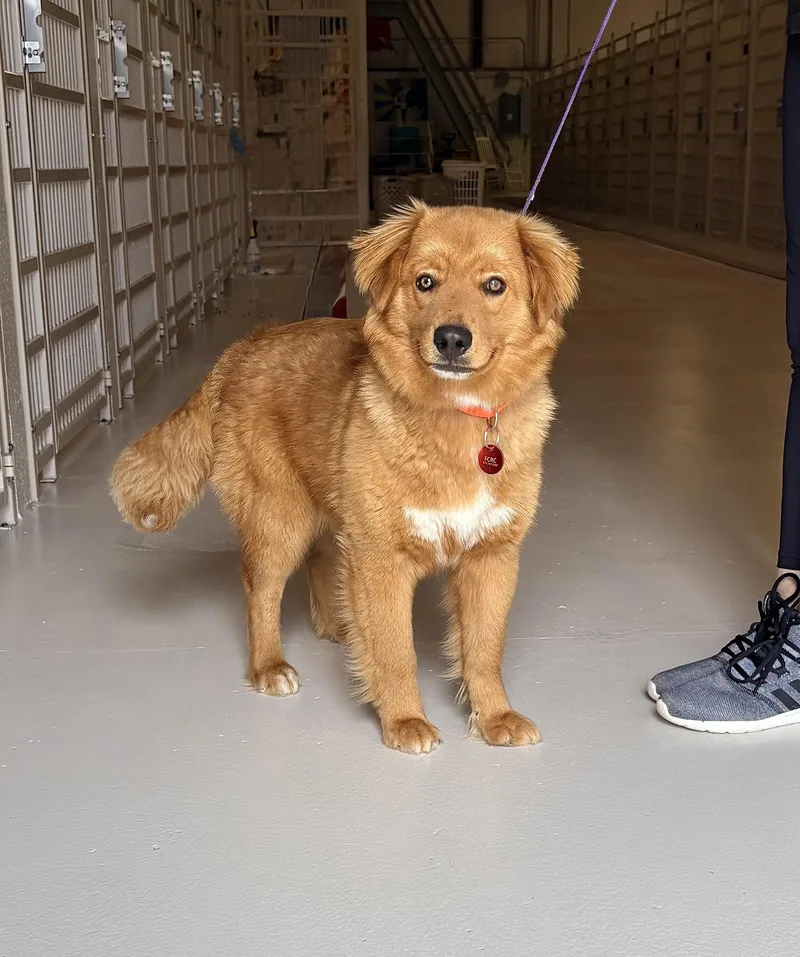 A young medium-sized male Collie dog named Miles for adoption in Chicago, IL