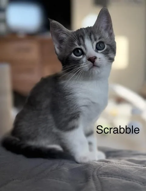 Scrabble thumbnail 2