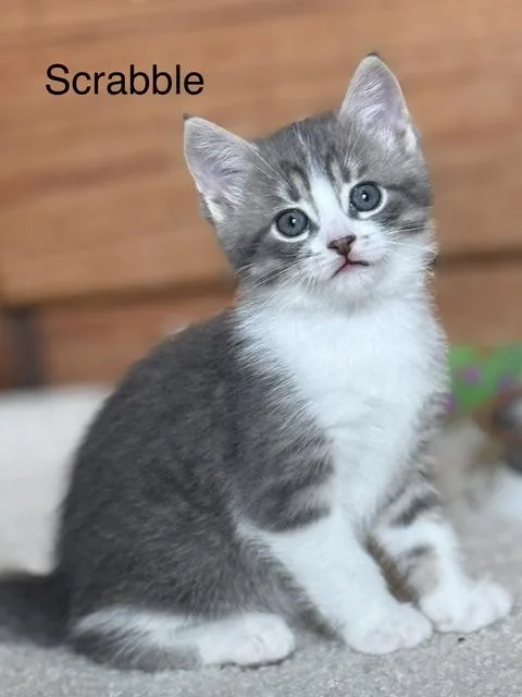 Scrabble thumbnail 4