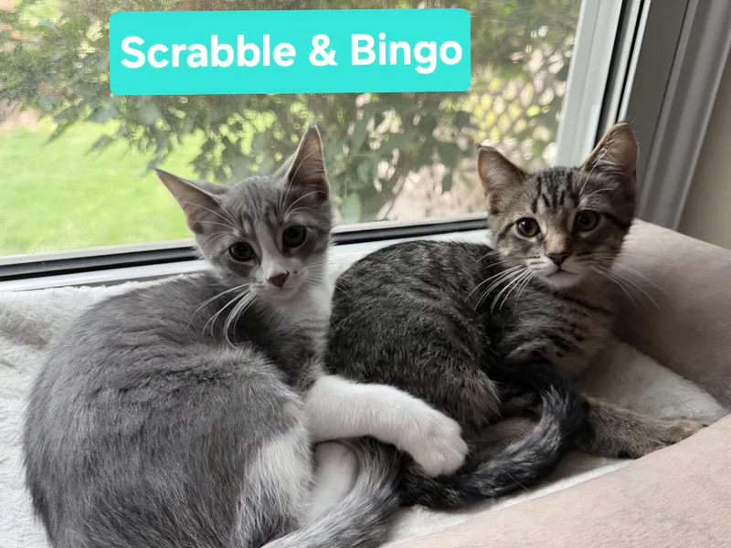 Scrabble thumbnail 5