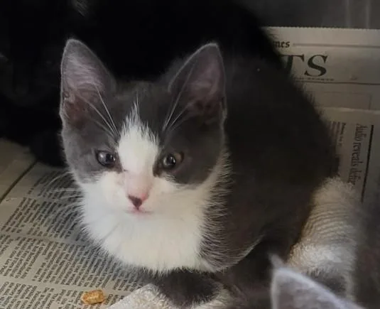 A baby small-sized female Domestic Short Hair cat named Morgan for adoption in Chatsworth, CA
