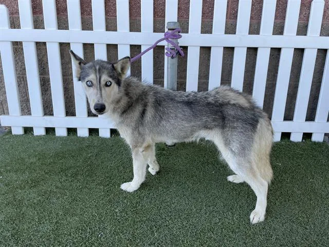 A young medium-sized female Siberian Husky dog named A for adoption in Modesto, CA