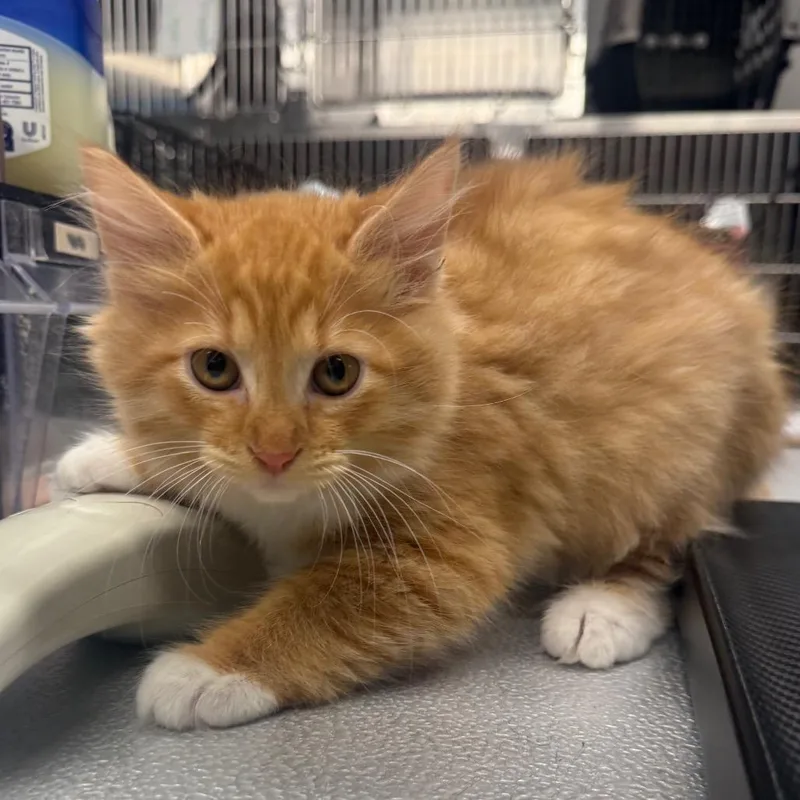 A baby small-sized male Domestic Medium Hair cat named Grumpy for adoption in Spokane, WA