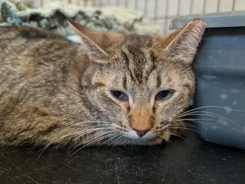 A baby small-sized female Domestic Short Hair cat named Miss Frankie for adoption in Ogden, UT