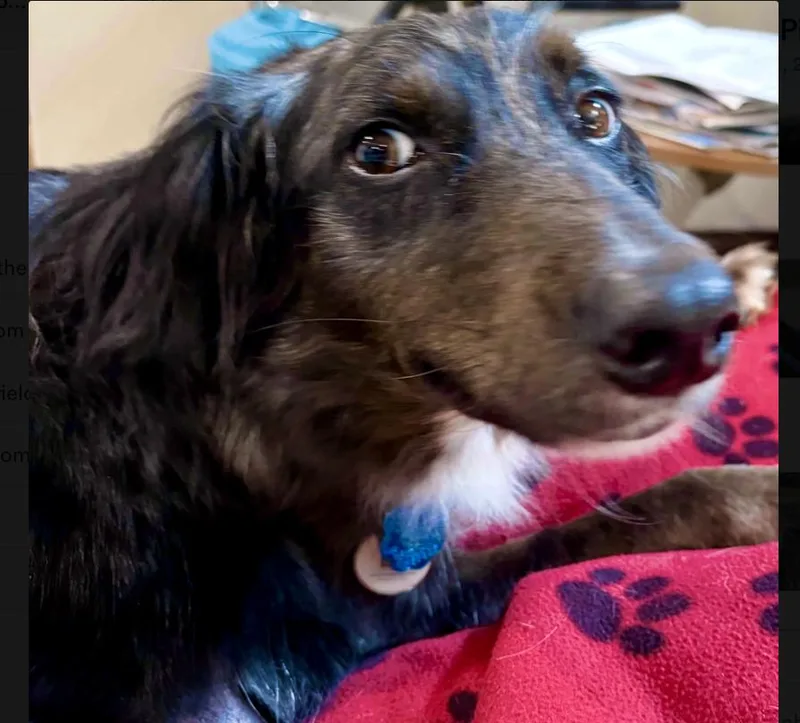 A young medium-sized female Australian Shepherd dog named Callie Girl for adoption in Longview, TX