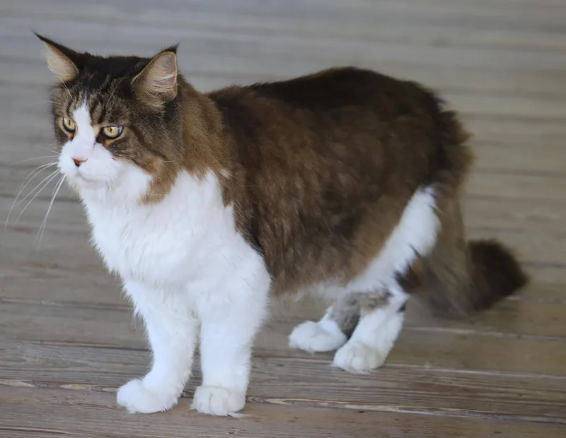 A senior large-sized male Maine Coon cat named Scotty for adoption in North Fort Myers, FL