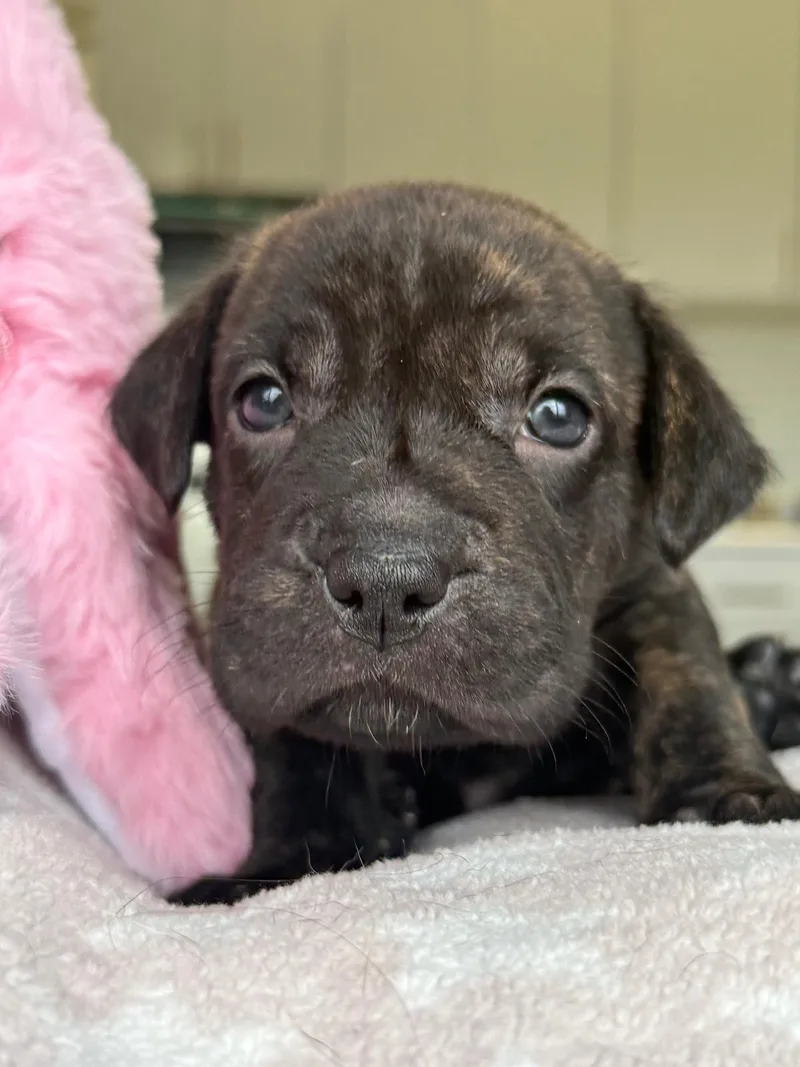 A baby medium-sized female Mixed Breed dog named Precious for adoption in Rincon, PR