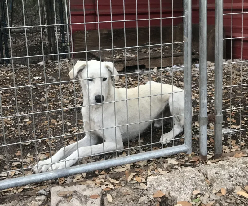 An adult medium-sized male Akbash dog named Sam for adoption in canyon lake, TX