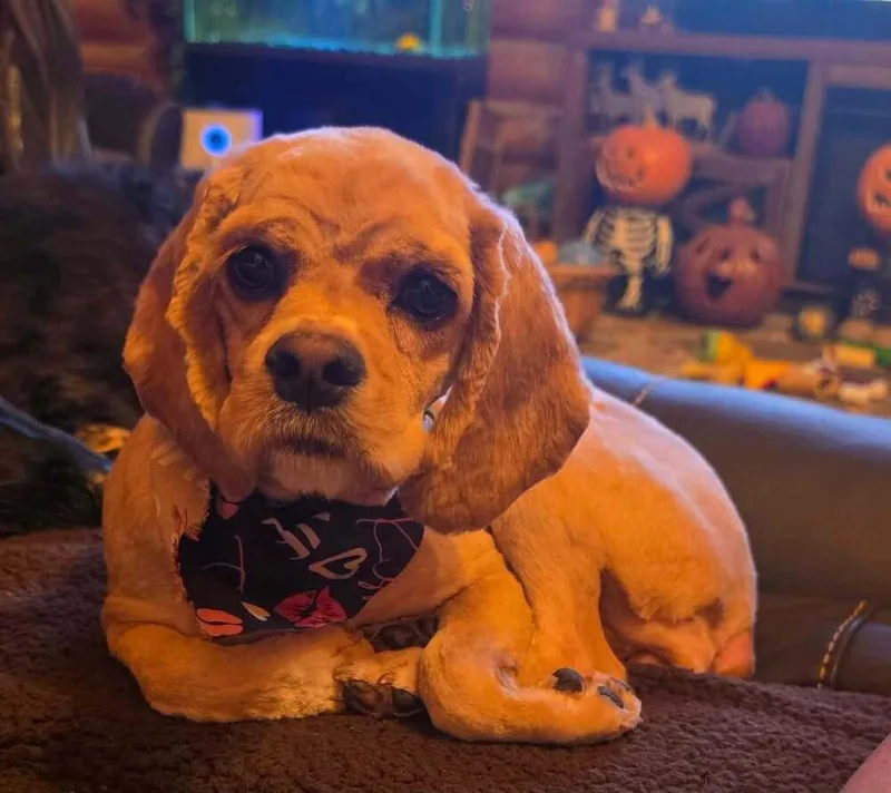 Miss Lulu thumbnail 3