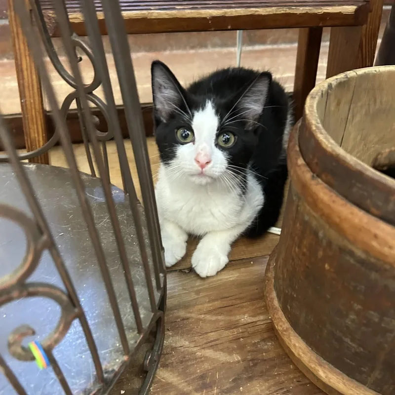 A baby medium-sized male Black & White / Tuxedo Domestic Short Hair cat named Martin for adoption in Springdale, AR