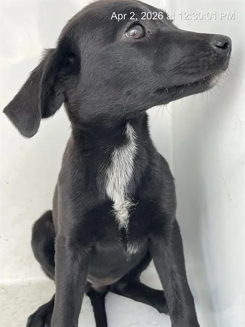 A baby small-sized female German Shepherd Dog dog named Uni for adoption in Augusta, GA