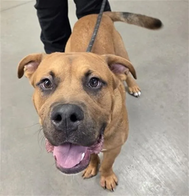 A young large-sized male Pit Bull Terrier dog named Buddy for adoption in Phoenix, AZ
