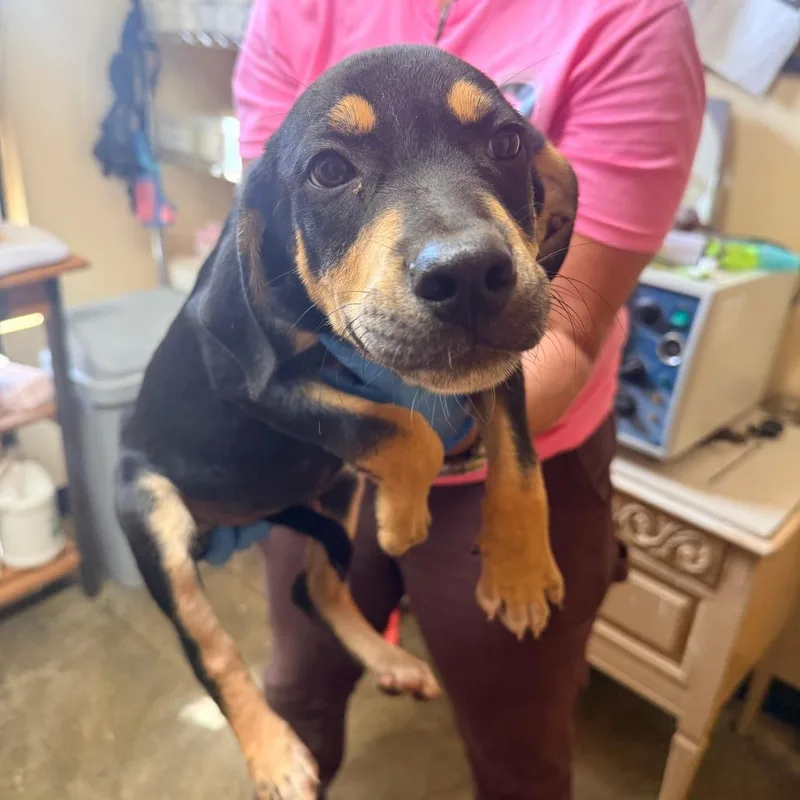 A baby small-sized male Black Mixed Breed dog named Vader for adoption in Corinth, MS