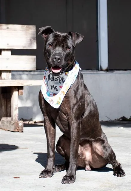 An adult large-sized male Pit Bull Terrier dog named Henry for adoption in Miami, FL