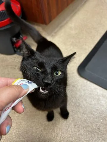 An adult medium-sized female Black Domestic Short Hair cat named Prudence for adoption in Chambersburg, PA
