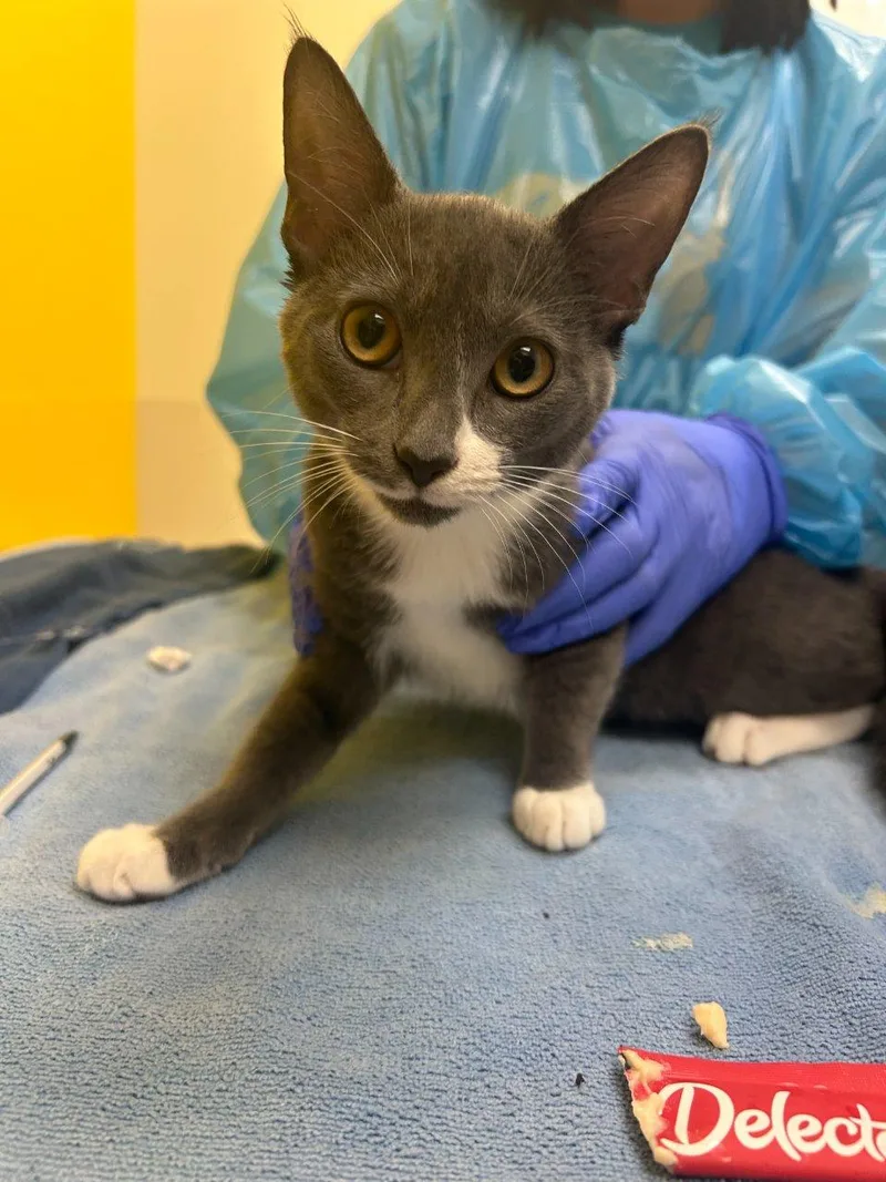 A baby small-sized female Gray / Blue / Silver Domestic Short Hair cat named Char for adoption in Raleigh, NC