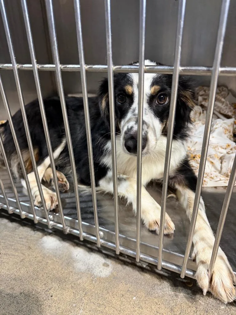 A young small-sized female Australian Shepherd dog named Freckles $ for adoption in Milwaukee, WI