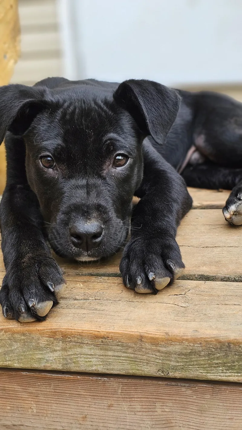 A baby medium-sized male Labrador Retriever dog named Rue for adoption in Cordova, TN