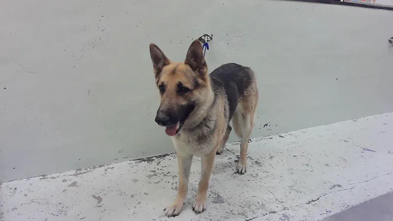 An adult large-sized male German Shepherd Dog dog named A for adoption in Houston, TX