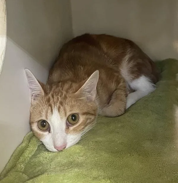 A young small-sized male Domestic Short Hair cat named Buckbeak for adoption in Escondido, CA