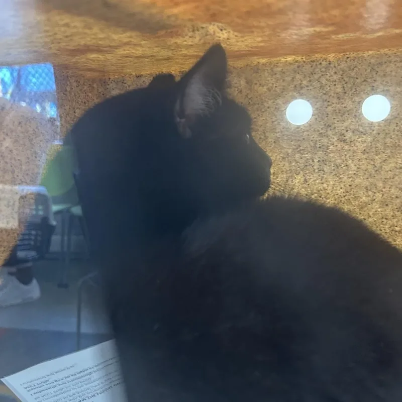 A senior large-sized male Black Domestic Short Hair cat named Bear for adoption in Philadelphia, PA