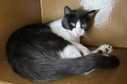 An adult small-sized male Domestic Short Hair cat named Mickey for adoption in Phoenix, AZ