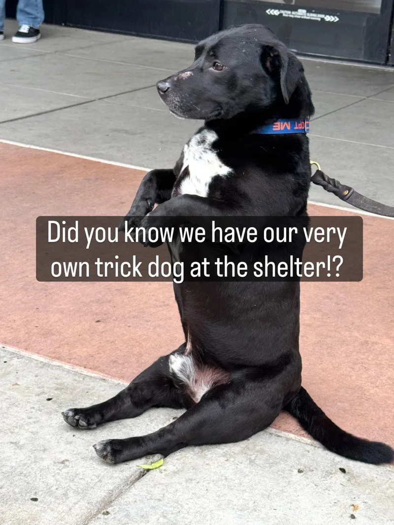 A senior medium-sized male Basset Hound dog named Apollo for adoption in Petaluma, CA