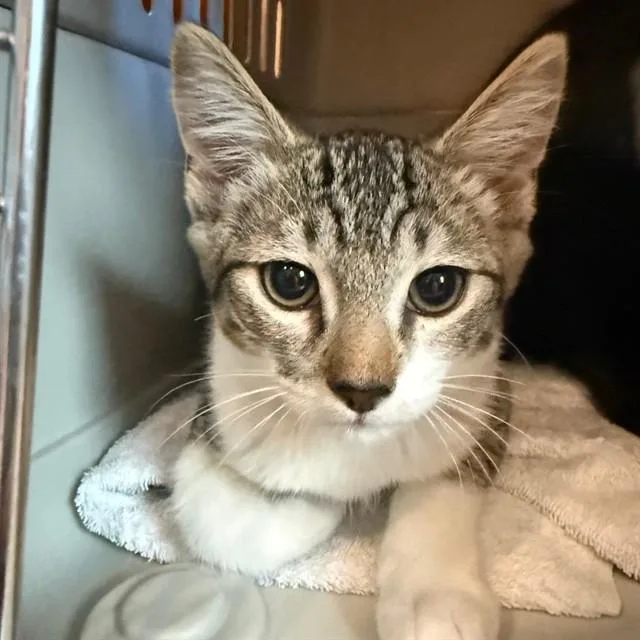A baby small-sized male Domestic Short Hair cat named Wasabi for adoption in Auburn, CA