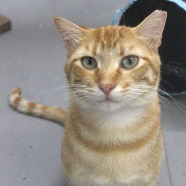 An adult small-sized male Domestic Short Hair cat named Oscar for adoption in Des Moines, IA