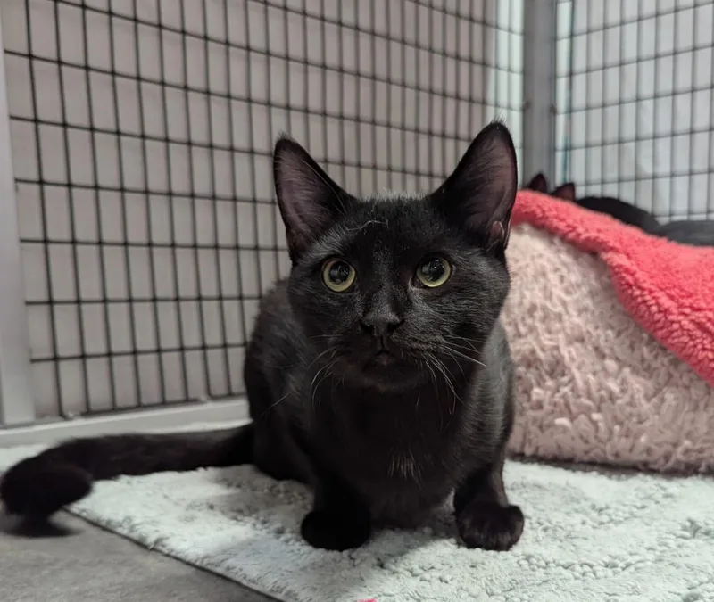 A young medium-sized male Domestic Short Hair cat named Whoppers for adoption in Raleigh, NC