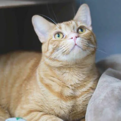An adult small-sized male Orange / Red Domestic Short Hair cat named Butter for adoption in Atlanta, GA