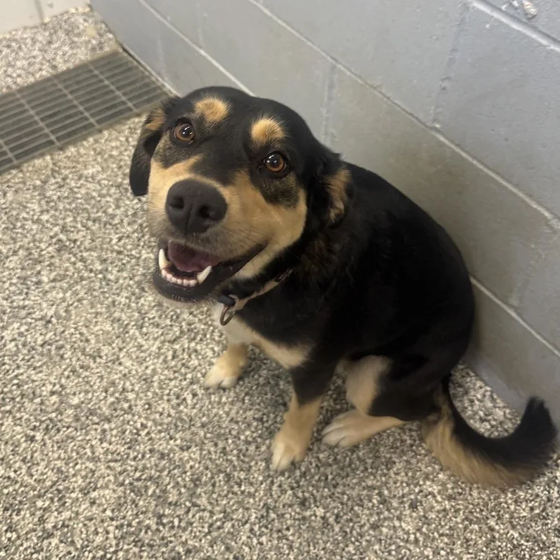An adult medium-sized female Brown / Chocolate Shepherd dog named Roxie for adoption in Collinsville , OK
