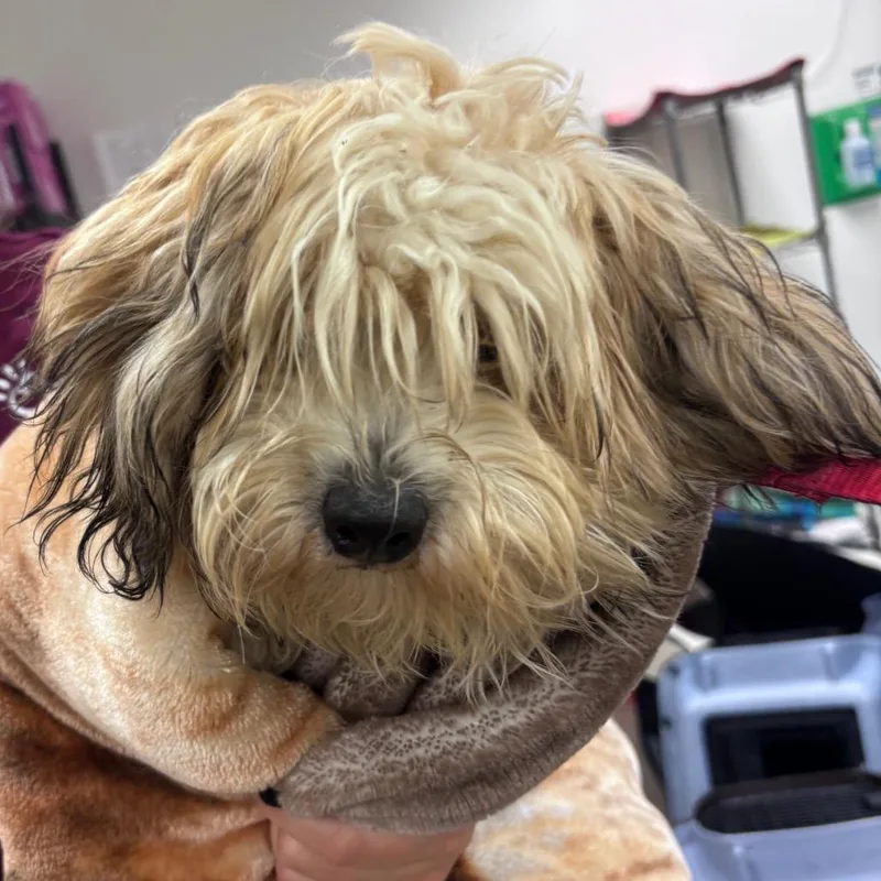 A young small-sized male Shih Tzu dog named XBox for adoption in York, PA