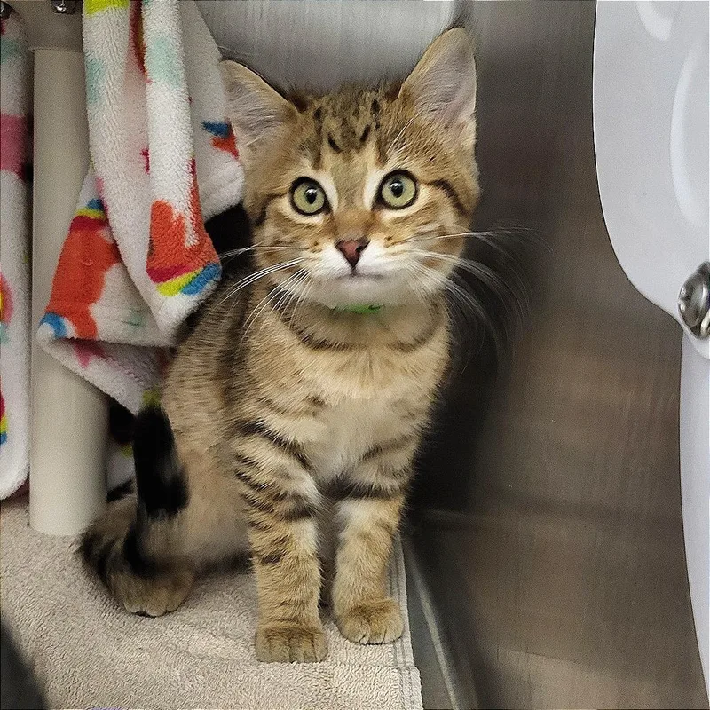 A baby small-sized female Buff / Tan / Fawn American Shorthair cat named Sarah for adoption in Fort Wayne, IN