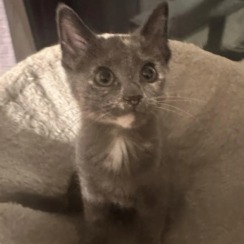 A baby small-sized female Dilute Tortoiseshell Domestic Short Hair cat named Ember for adoption in Pittsburgh, PA