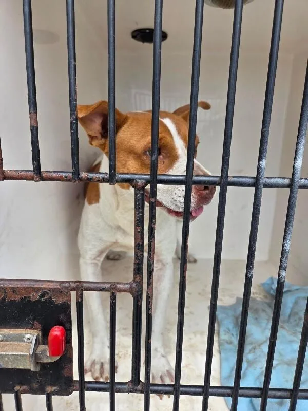 An adult medium-sized male White / Cream Mixed Breed dog named Oliver for adoption in Mobile, AL