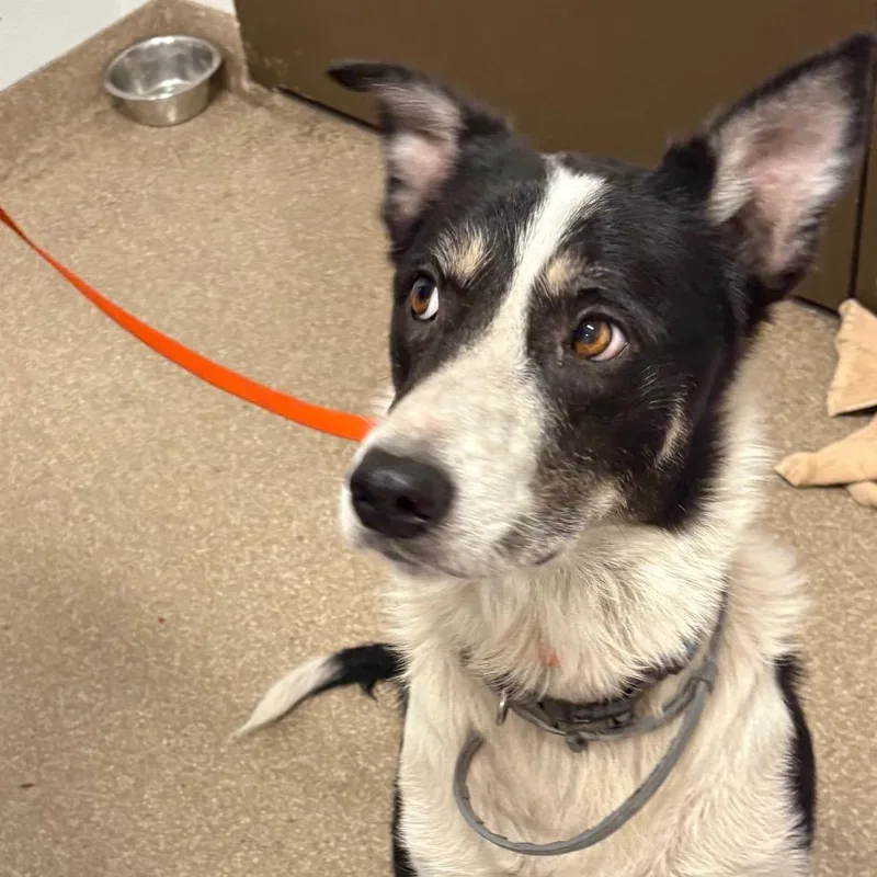 An adult medium-sized male Black Shepherd dog named Carpathian for adoption in League City, TX